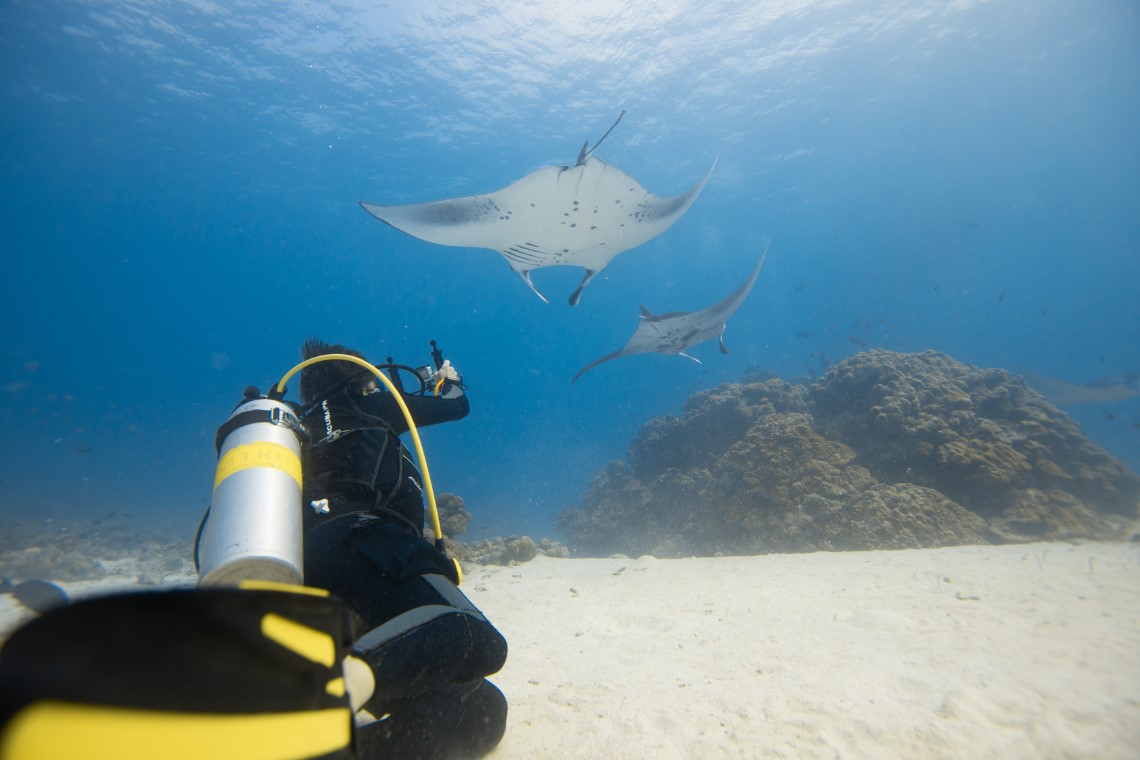 https://tahititourisme.travel/wp-content/uploads/2018/05/scuba-manta.jpg