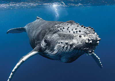 https://tahititourisme.travel/wp-content/uploads/2018/07/sejours-plongees-baleine-e-tahiti-travel-1.jpg