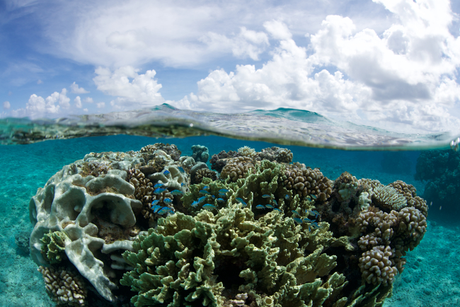 French Polynesian Coral