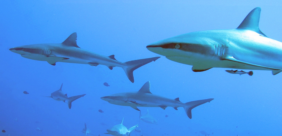 https://tahititourisme.travel/wp-content/uploads/2020/01/Fakarava-plongée-requin-avec-enata-6.jpg