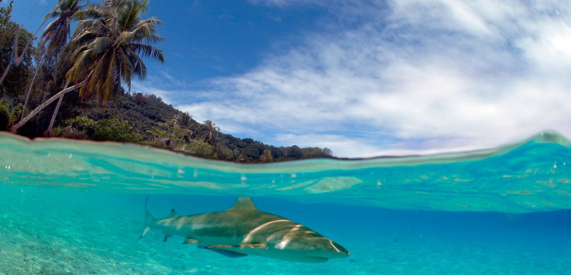 https://tahititourisme.travel/wp-content/uploads/2021/03/spots-devasion-croisiere-plongee-tuamotu-blacktip_shark.jpg