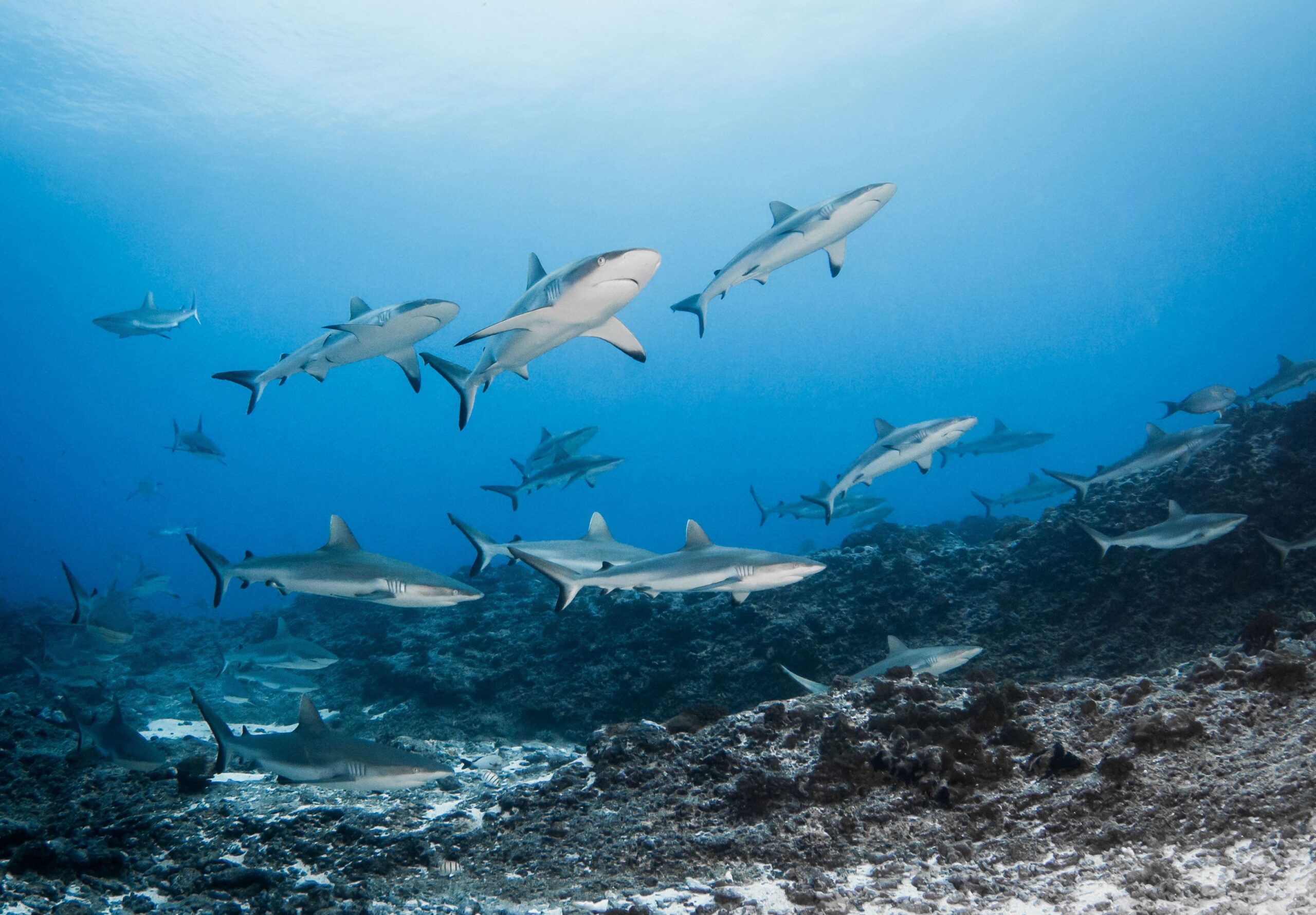 https://tahititourisme.travel/wp-content/uploads/2021/11/P2_FAKARAVA_Requins_gris-de-Rangiroa-Raira-Mao-03_©-Bernard-Beaussier_sm-scaled.jpg