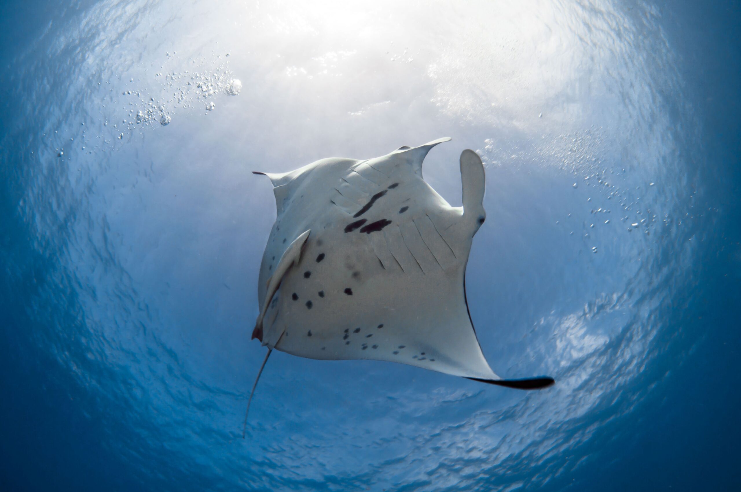 https://tahititourisme.travel/wp-content/uploads/2021/11/P2_FAKARAVA_Un_raie-Manta-a-FAKARAVA-9_©-Frederique-Legrand_sm-scaled.jpg