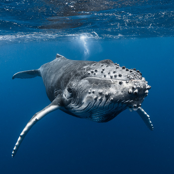 7 Night Dive and Whale Watch Adventure